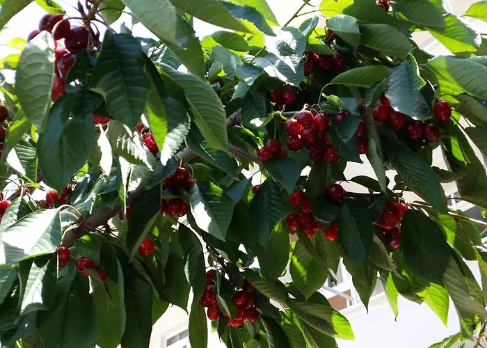 Karaagac Green Edirne